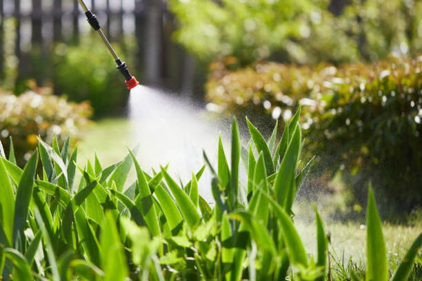 24/7 Emergency Termite Control experts in Wellington, TX